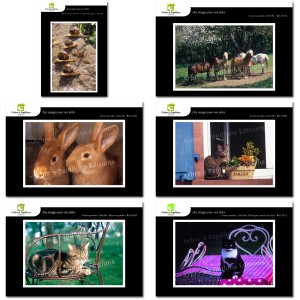 Lot de 6 cartes postales - Photos Fr&eacute;d&eacute;ric Engel - ANIMAUX 2