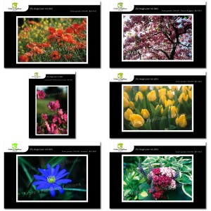 Lot de 6 cartes postales - Photos Fr&eacute;d&eacute;ric Engel - FLEURS 1