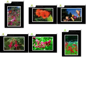 Lot de 6 cartes postales - Photos Fr&eacute;d&eacute;ric Engel - FLEURS 2